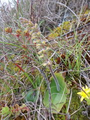 Holothrix arachnoidea