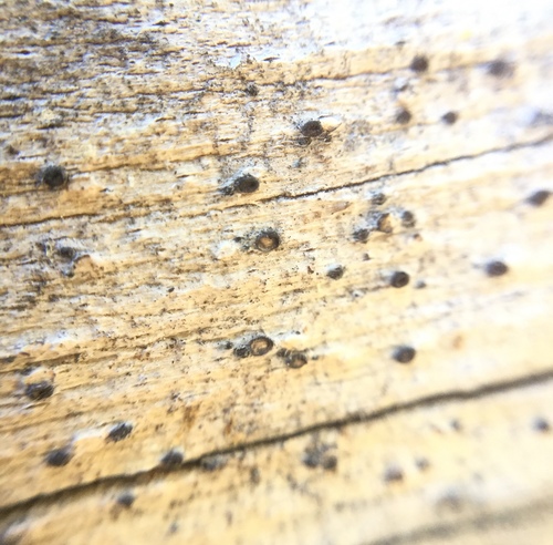 iNaturalist observation photo of Fungi Including Lichens