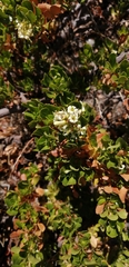 Escallonia illinita