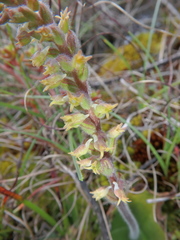 Holothrix arachnoidea