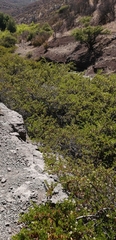 Escallonia illinita