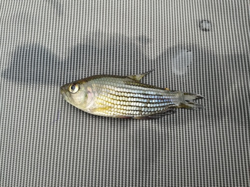 Striped salmon tetra (Pseudochalceus lineatus) — Characidae