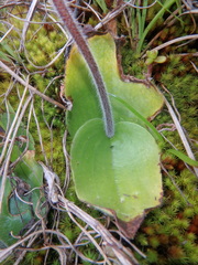 Holothrix arachnoidea