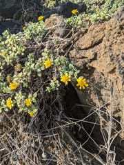 Lipochaeta integrifolia