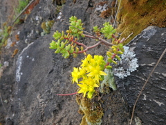 Sedum ruwenzoriense