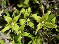 Clematis marata