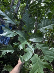 Dendropanax arboreus