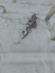 Zosis geniculata