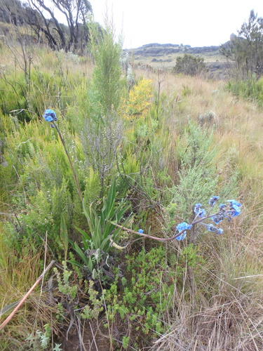 Cynoglossum aequinoctiale