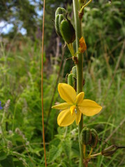 Echeandia paniculata