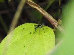 Plagioneurus univittatus