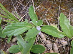 Ajuga integrifolia