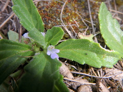 Ajuga integrifolia