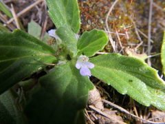 Ajuga integrifolia
