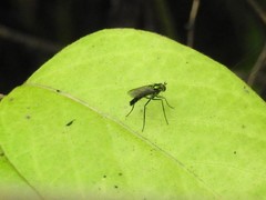 Plagioneurus univittatus