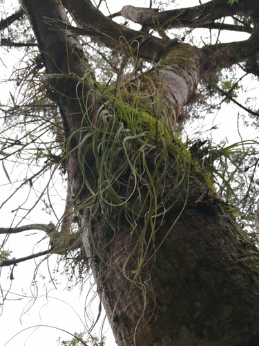 Tillandsia balbisiana image