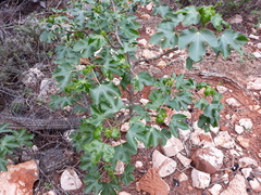 Jatropha gossypiifolia