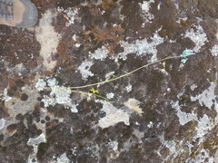 Delphinium macrocentrum