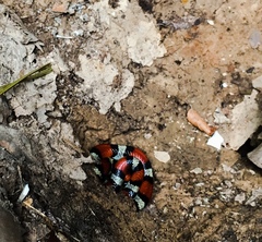 Lampropeltis gentilis