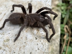 Acanthoscurria