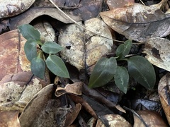 Cyclopogon cranichoides