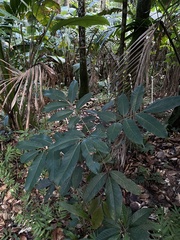 Tetragastris balsamifera