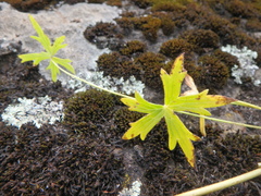 Delphinium macrocentrum
