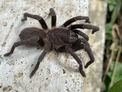 Acanthoscurria