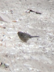 Zonotrichia leucophrys