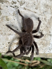 Acanthoscurria