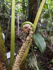 Cyathea arborea