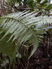 Cyathea arborea