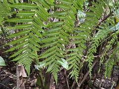 Cyathea arborea