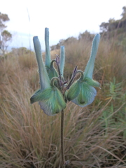 Delphinium macrocentrum