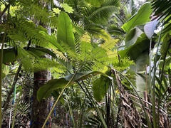Cyathea arborea