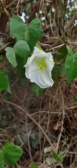 Ipomoea alba