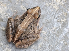 Gray's Stream Frog photo 5