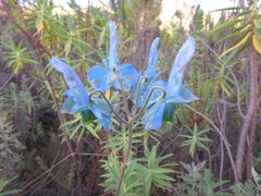 Delphinium macrocentrum