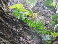 Pyrrosia linearifolia