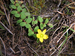 Hypericum peplidifolium