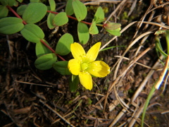 Hypericum peplidifolium