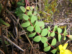 Hypericum peplidifolium