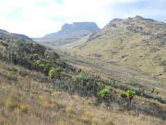 Dendrosenecio