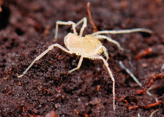 Fumontana deprehendor