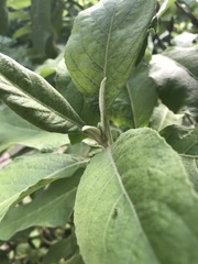 Pluchea carolinensis