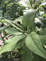 Pluchea carolinensis