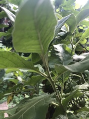 Pluchea carolinensis