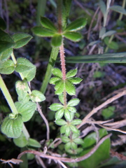 Galium glaciale