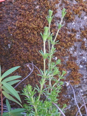 Galium ruwenzoriense
