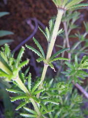 Galium ruwenzoriense
